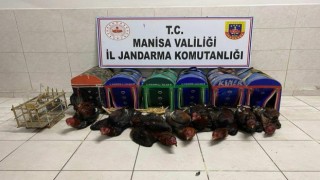 Kıraathaneyi horoz dövüşü ringine çevirmişler