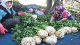 Kış aylarının gözde sebzeleri Salihlide yetişiyor