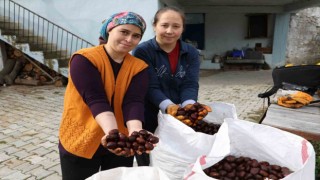 Kışın vazgeçilmez lezzeti kestanenin sofralara yolculuğu başladı