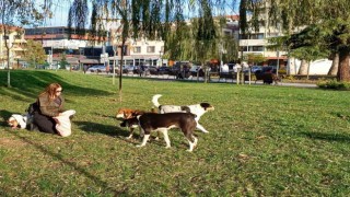 Köpeğine yaptığı doğum gününde hediye gelen mamaları sokak hayvanlarına dağıttı