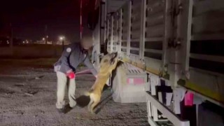 Küçükbaş hayvan yüklü tırın kasasından 122 kilo ‘skunk ele geçirildi