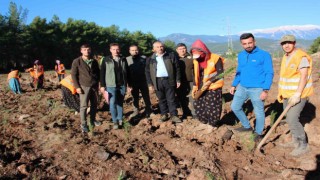 Kumlucaya 50 dönümlük alanda ikinci bal ormanı