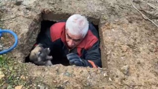 Kuyuya düşen köpek kurtarıldı