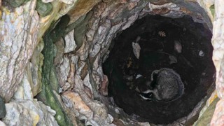 Kuyuya düşen porsuğu ekipler kurtardı