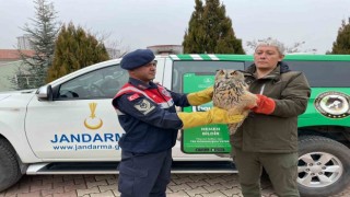 Malatyada yaralı bulunan baykuş koruma altına alındı