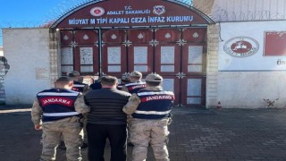 Mardinde büyükbaş hayvan çalan 3 hırsız tutuklandı