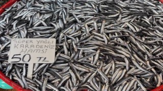 Marmara hamsisinden sonra Karadeniz hamsisinde de bolluk yaşanıyor