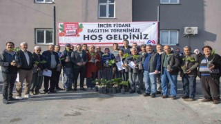 Mersin Büyükşehir Belediyesinden üreticilere incir fidanı desteği