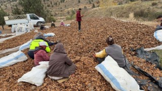 Mersinde yanan 20 hektarlık orman 6,5 ton sedir tohumu ile yeniden canlanacak