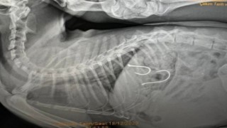 Midesine olta iğneleri saplanan kedi hayata tutundu