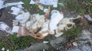 Milasta çöpte kedi ölüleri bulundu