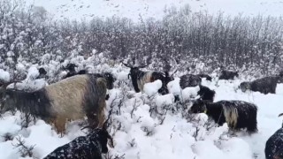 Muşta kar yağışına hazırlıksız yakalanan besiciler zor anlar yaşadı