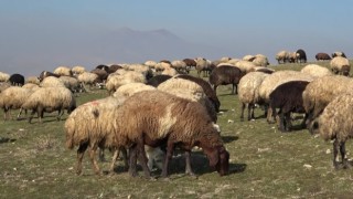 Muşta sıcak hava çiftçilerin yüzünü güldürüyor