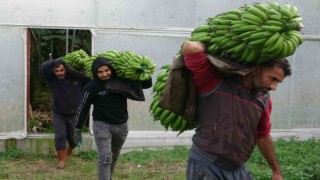 Muzda hasat sezonu başladı, bahçede 16-18 TL