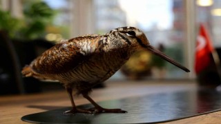 Nadir görülen ‘Sibirya suçulluğu yaralı olarak Adanada bulundu