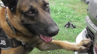 Narkotik köpeği Poyraz ayın birincisi seçildi