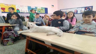Okullu kedi Çakıl 6 yıldır öğrencilerle birlikte derslere giriyor