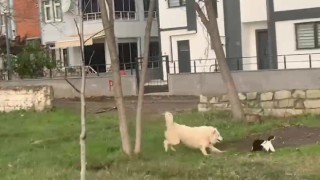 Ördekleri telef eden köpeği yakalayarak ördek kafesine kilitledi