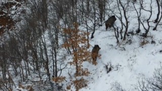 Ormanın karlı arazisinde yiyecek arayan 2 domuz dronla görüntülendi