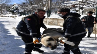 Osmangazide başıboş köpekler mercek altında