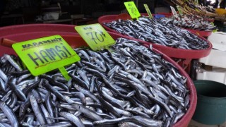 (Özel) Bandırmadaki balık halinde hamsi ve istavrit bolluğu