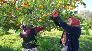 (Özel) Coğrafi işaretli Havran Mandalinası hasat ediliyor