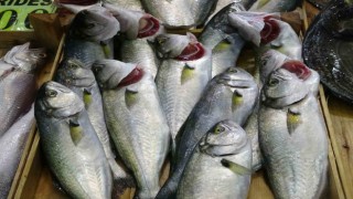 (Özel) Denizlerin prensi lüfer tezgahlarda azaldı, kilosu 750 liraya çıktı