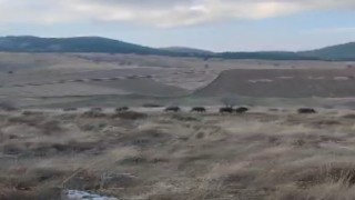 (ÖZEL) Domuz sürüsüyle karşılaşan orman memurlarının yöresel şiveyle tepkisi sosyal medyada mizah konusu oldu