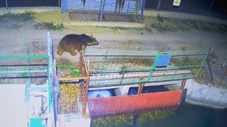 Özlenen kış gelmedi, ayılar kış uykusuna yatmadı
