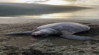 Sahile ölü Caretta deniz kaplumbağası vurdu