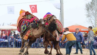 Şampiyon develer kozlarını Tavas arenasında paylaştı