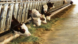 Samsundan yurt dışına süt ihraç edecek besici sayısı 6ya yükseldi