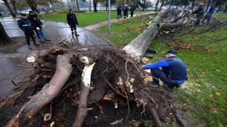 Şiddetli lodosta yıkılan ağaçların yerine yenileri dikiliyor