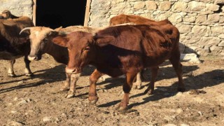 Sığır besicileri desteklenerek yerli ırk koruma altına alınıyor