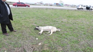 Sinopta aracın çarptığı köpek telef oldu