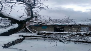 Şırnakta fırtına nedeniyle ağaç devrildi