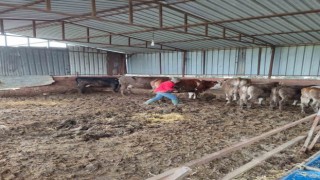 Sökede şap aşısı ve küpeleme çalışması gerçekleştirildi