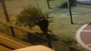 Sultangazide bir kişi parktaki ağacı yerinden söktü