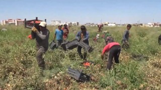 Tarım işçisi avukatlar, mevsimlik tarım işçilerinin sorunlarını ele aldı