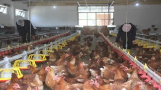 Türkiye'de Tavuk eti üretimi arttı