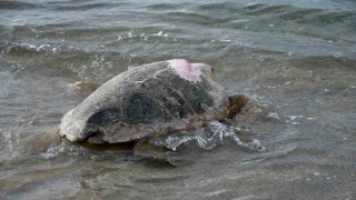 Tedavileri tamamlanan 3 caretta caretta Kuşadasında denizle buluştu