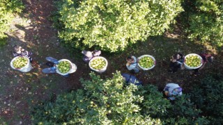 Tescilli Lamas limonunda hasat 5 TL ile başladı