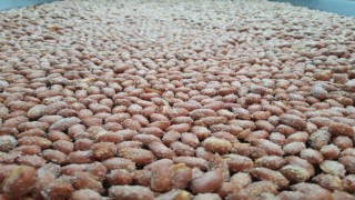 Türk fıstığı Aydında değer kazanıyor