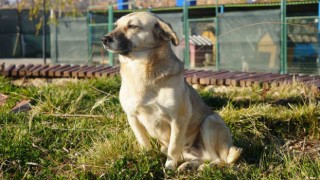 Türkiyenin başıboş köpek sorununa çözüm önerisi: Köpek köyü kurulsun