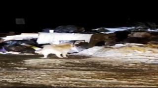 Uludağın ‘Uyuyamayan ayı ailesi kendilerini rahatsız eden köpeğe saldırdı