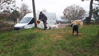 Ünyede, belediye tarafından üretilen 4 ton kuru mama sokak hayvanlarına dağıtıldı