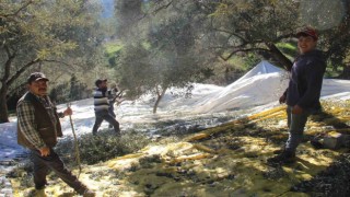 Üreticiler bu yıl zeytin değil altın topluyor