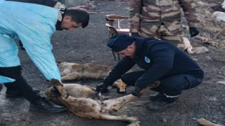 Üs bölgelerindeki can dostlar sağlık taramasından geçirildi