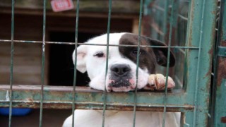 Uzmanı uyardı, Hareketsiz kalmak köpek saldırılarını önleyebilir”