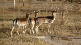 Vanda koruma altına alınan alageyikler, üretim merkezlerine gönderildi